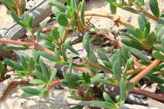 Sesuvium portulacastrum